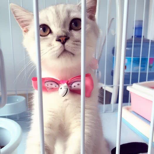 冠能·小黄人宠物:上海城区浦东新区航头附近