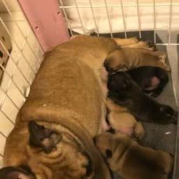 享姐犬舍自家繁殖宠物狗:上海城区浦东新区航头附近