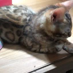 爱宠部落宠物店:北京城区门头沟区门头沟区附近