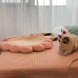 荣姐姐宠物店:北京城区门头沟区门头沟区附近