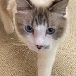 对喵撸撸小猫舍·撸猫·寄养·购宠:上海城区浦东新区世博园附近