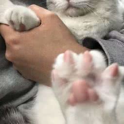 PETKIT小佩宠物(永泰店):上海城区浦东新区世博园附近