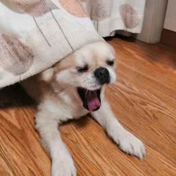 A+宠物(严丰路店):上海城区浦东新区世博园附近