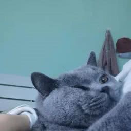 小白小米之家 宠物家庭寄养:上海城区浦东新区世博园附近