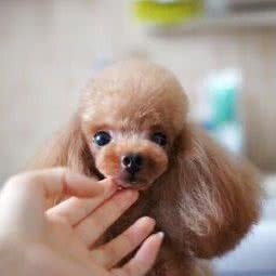 宠乐园:上海城区浦东新区世博园附近