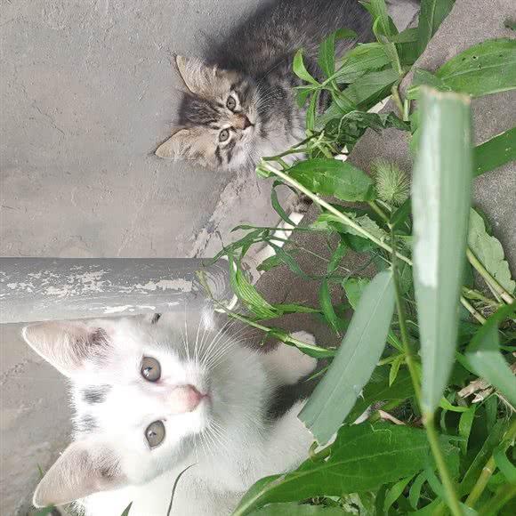 悠悠宠物用品店:上海城区浦东新区世博园附近