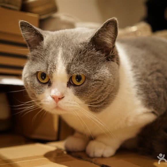 玉喵铺·猫舍(永泰路店):上海城区浦东新区世博园附近