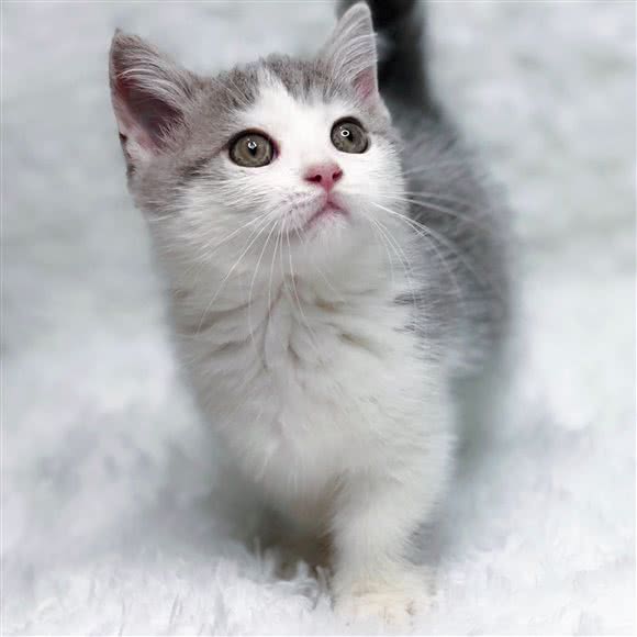 伊喵儿·猫舍(浦东店):上海城区浦东新区世博园附近