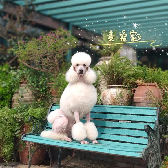 麦宠家宠物造型工作室:北京城区门头沟区门头沟区附近