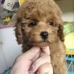 旺超宠物店:上海城区浦东新区洋泾附近