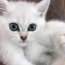 顽宠贵族:上海城区浦东新区洋泾附近