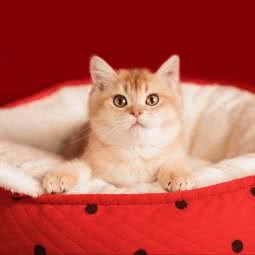 小刘宠物生活馆:北京城区门头沟区门头沟区附近