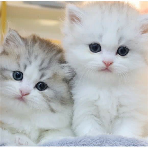 夏天猫铺の萌喵专售·CFA猫舍:上海城区浦东新区洋泾附近