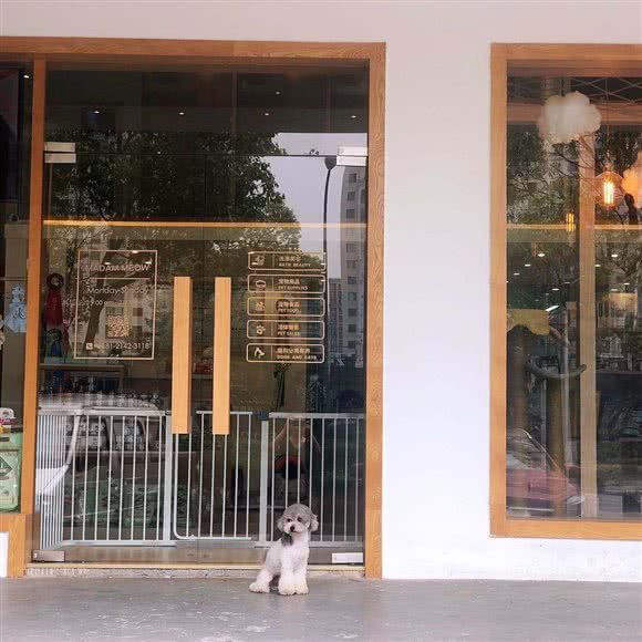 喵姨家萌宠PET BOUTIQUE:上海城区浦东新区御桥附近
