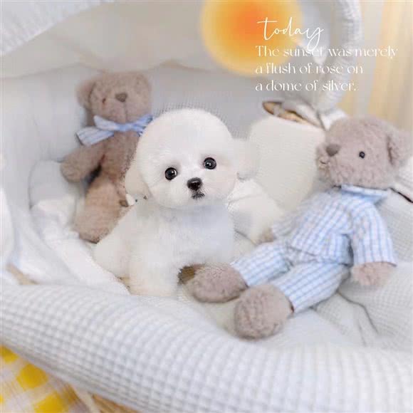 唐小姐の私宠猫狗专售旗舰店(御叶路店):上海城区浦东新区御桥附近