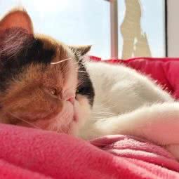 上海·赵欢欢宠物美容工作室:上海城区浦东新区御桥附近