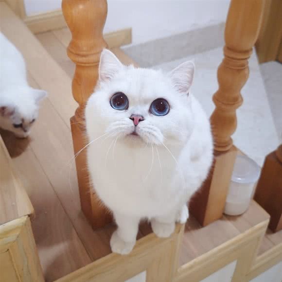 EncounterPet·邂逅猫舍:上海城区浦东新区合庆附近