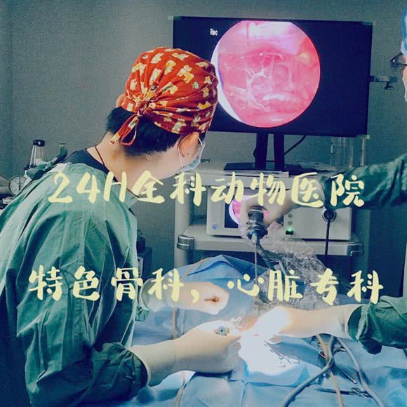 顽皮家族点点动物医院·24H内视镜微创手术中心:上海城区浦东新区联洋附近