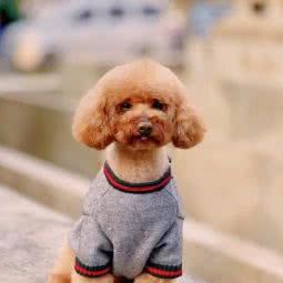 冬迎宠物(秀沿西路店):上海城区浦东新区浦东国际旅游度假区附近