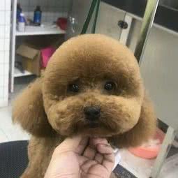 它家宠物生活馆:上海城区浦东新区高东/杨园附近