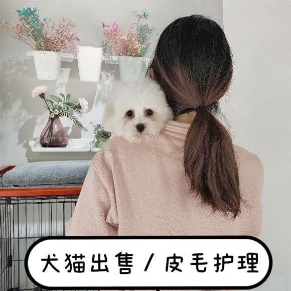 BEAR·巴比熊宠物:上海城区金山区金山卫附近