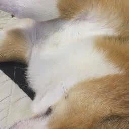 圣宠宠物:北京城区门头沟区门头沟区附近