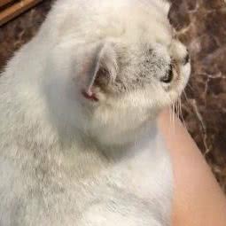 猫与狗宠物生活馆:上海城区松江区松江大学城附近