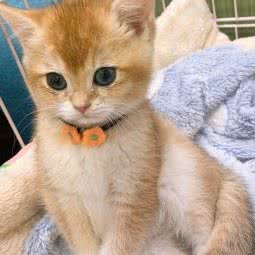 木屋小宠:上海城区松江区松江大学城附近