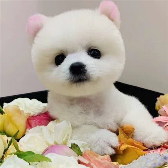 小猫家宠物服务中心:北京城区门头沟区门头沟区附近