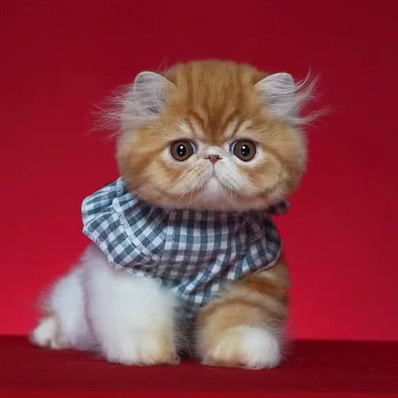 哈妮喵 猫咪Spa? 专业猫咪低压力赛级洗护:上海城区松江区松江镇附近