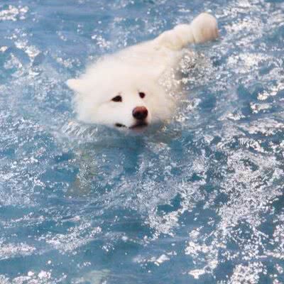 来宝宠物度假村:上海城区松江区松江镇附近