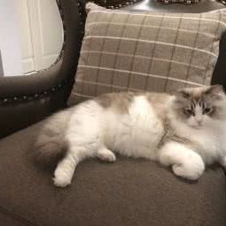 HongYan布偶猫舍:北京城区门头沟区门头沟区附近