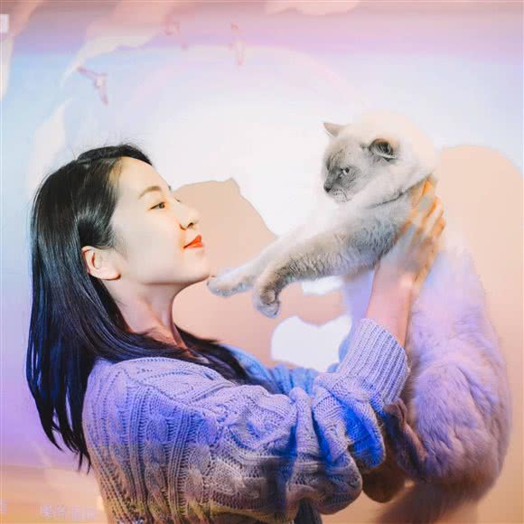 PETKIT小佩宠物狗·猫舍·英短金渐层·活体专卖:上海城区松江区九亭附近