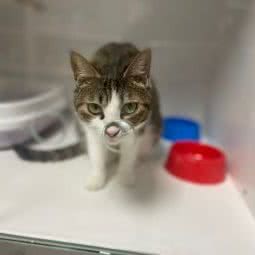 鋆信宠物:上海城区松江区九亭附近