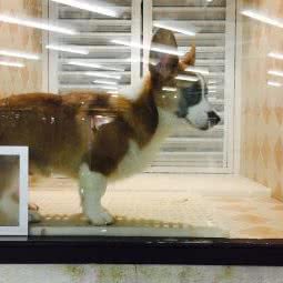 非宠物扰:上海城区松江区九亭附近