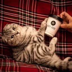 萌缘宠物:上海城区松江区九亭附近