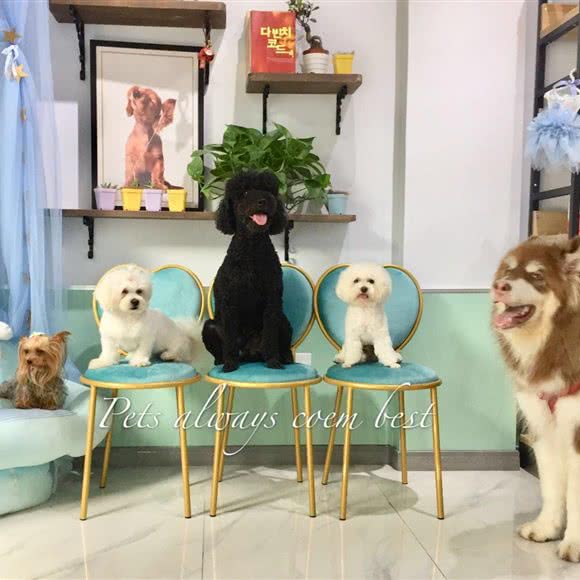 P’s Best宠物生活馆:上海城区松江区九亭附近