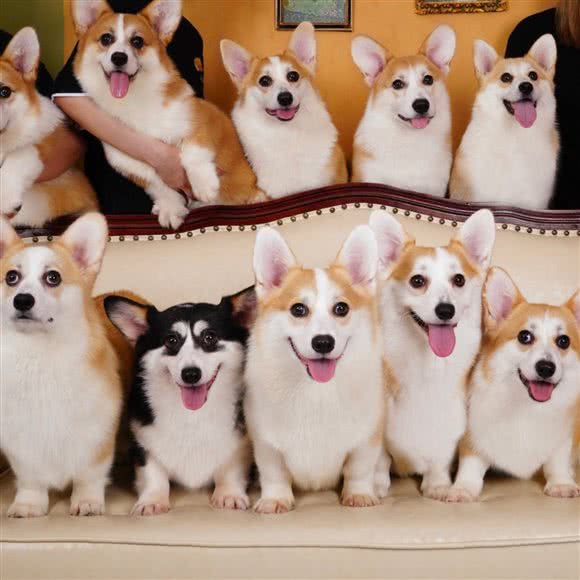 基酷Corgiology·撸狗·聚会:上海城区松江区九亭附近