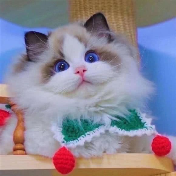 V家猫舍:上海城区松江区九亭附近