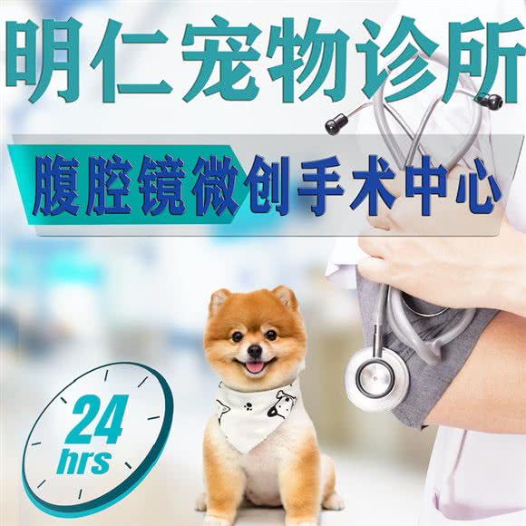 MR长明狗狗诊所·腹腔镜微创:上海城区松江区九亭附近