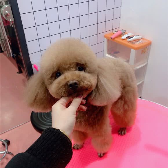 可心萌宠:上海城区松江区中山中路附近