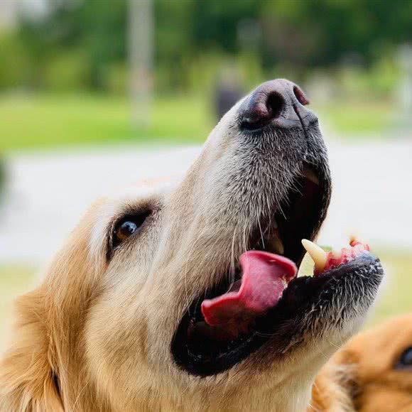 矮脚象宠物酒店:上海城区松江区新桥附近