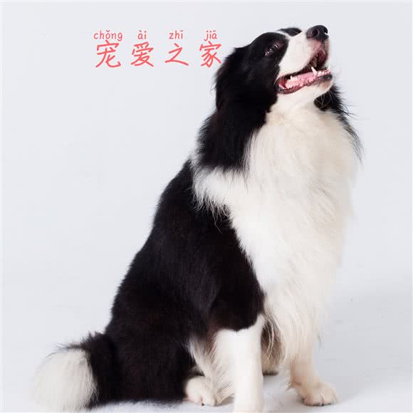 宠爱之余家宠物店:上海城区松江区新桥附近