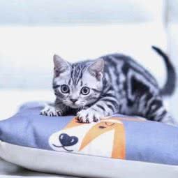 微微精品猫舍:上海城区松江区新桥附近