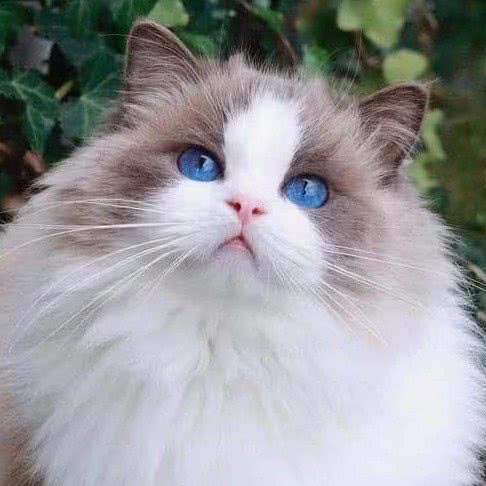 RUBY布偶猫舍:上海城区松江区新桥附近