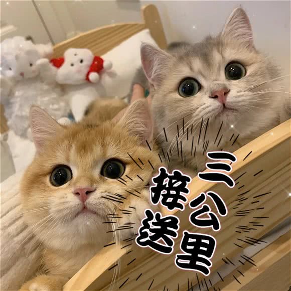 禧宠荟·专业宠物护理:上海城区松江区泗泾镇附近