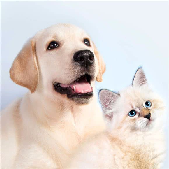 圣宠宠物店(上海松江区仓华路店):上海城区松江区新理想广场附近