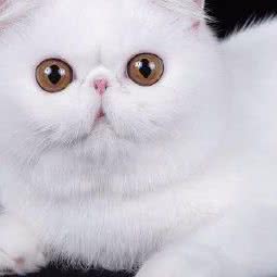 欣悦猫舍:上海城区松江区叶榭镇附近