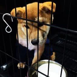 喵物语:上海城区青浦区青浦城区附近