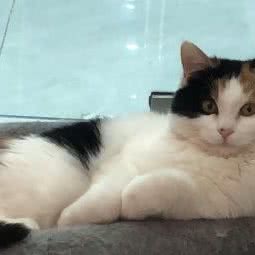 四爪兽宠物:北京城区房山区长阳镇附近